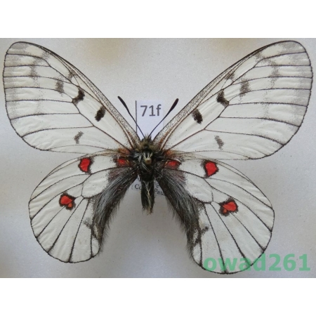 Parnassius bremeri subsp. hakutozana Matsumura, 1927 North Korea71f